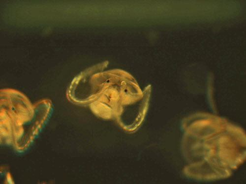 Microscopy image of Atlantic slipper limpet veliger larvae.: Photograph by Karen Chan, WHOI courtesy of NSF
